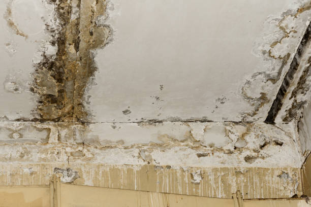 Best HVAC Mold Inspection and Cleaning  in Mcguire Af, NJ