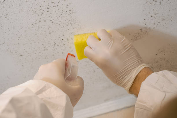  Mcguire Af, NJ Mold Removal Pros